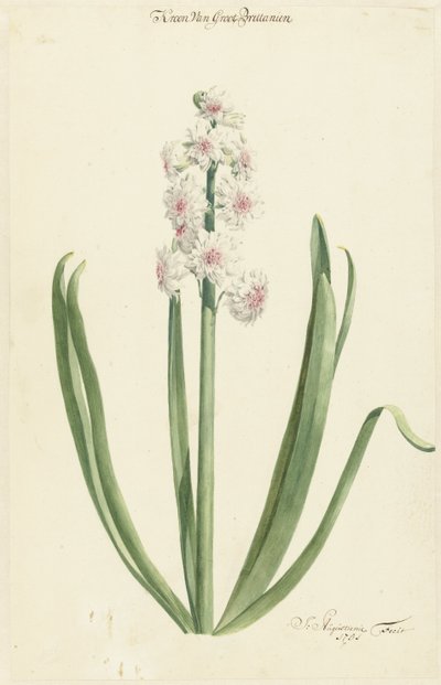 The Rose-White Hyacinth Crown of Great Britain by Jan Augustini